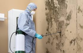 Why You Should Choose Our Mold Remediation Services in Middleburg, FL